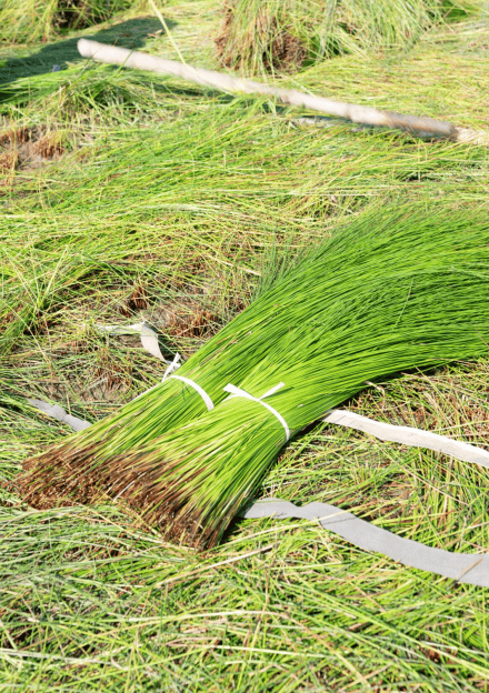 纯天然蔺草草席,曾是贡品也是国礼,高温频现的夏天全靠它"续命"