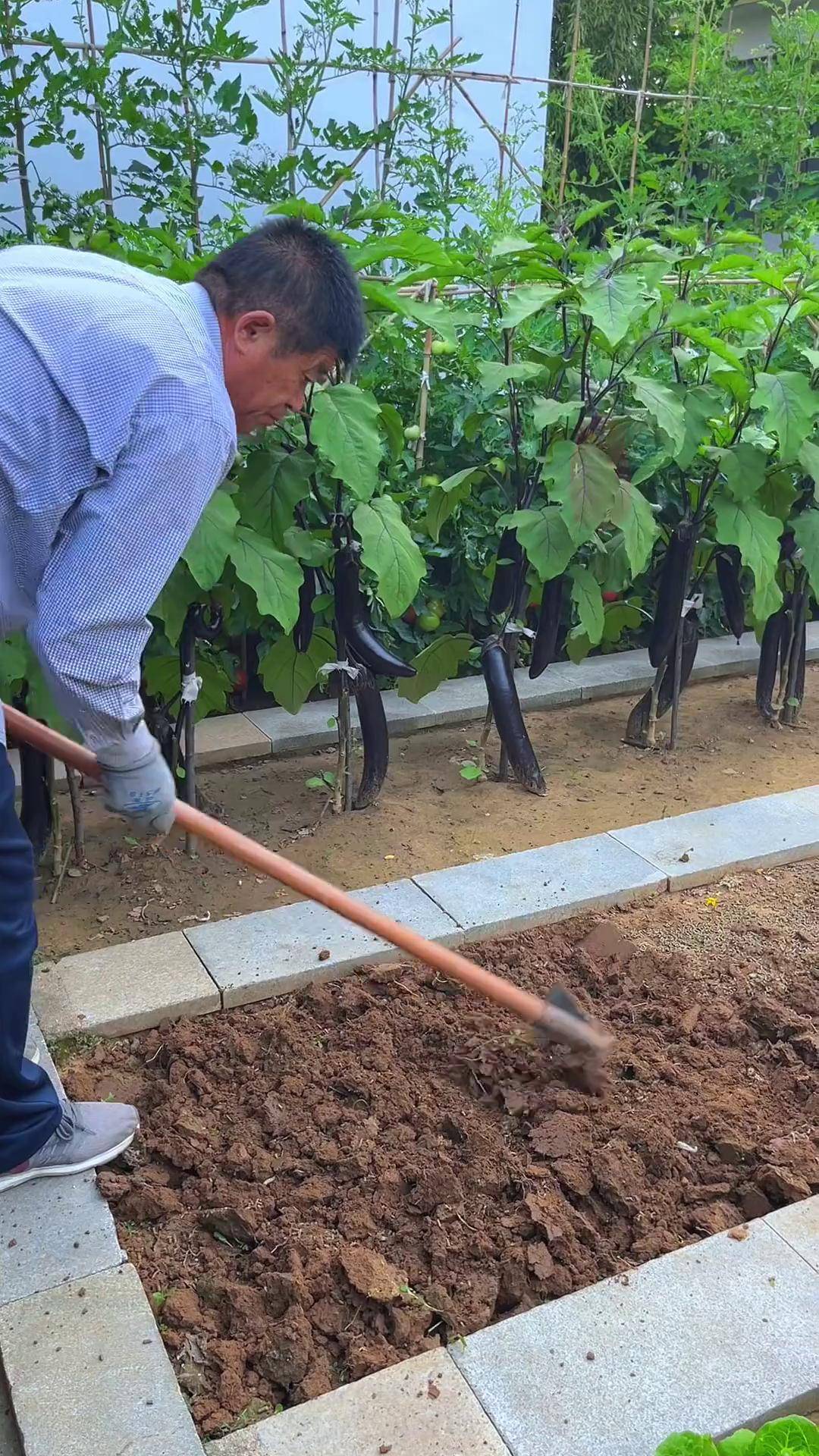 自己种菜过好当下,不攀比不计较我的乡村生活 一份耕耘一份收获 小院