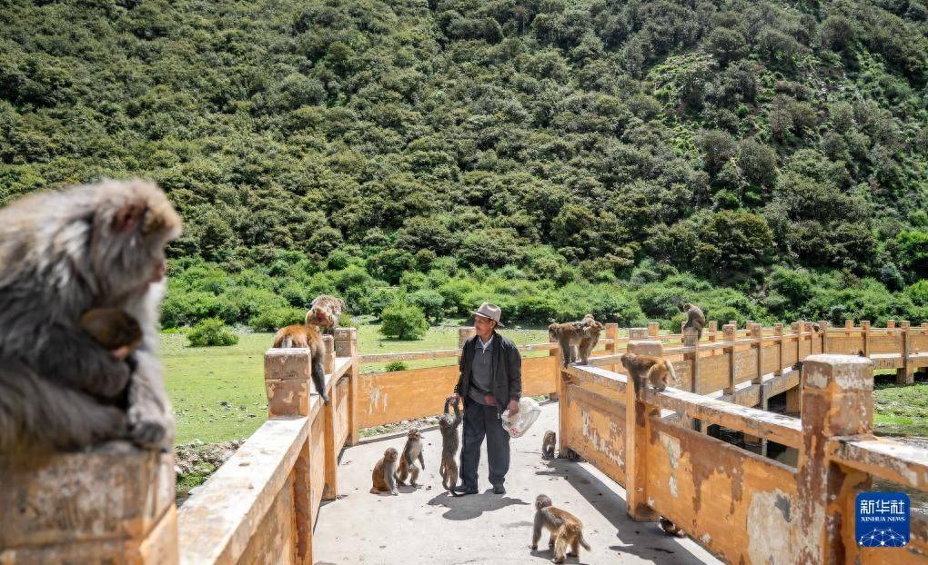 多布杰老人：二十五载守护“猴娃”