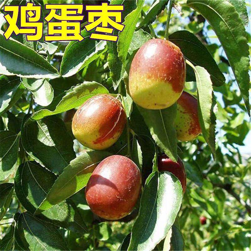 枣树一年开几次花？答案在这里！_树苗_种植_果实