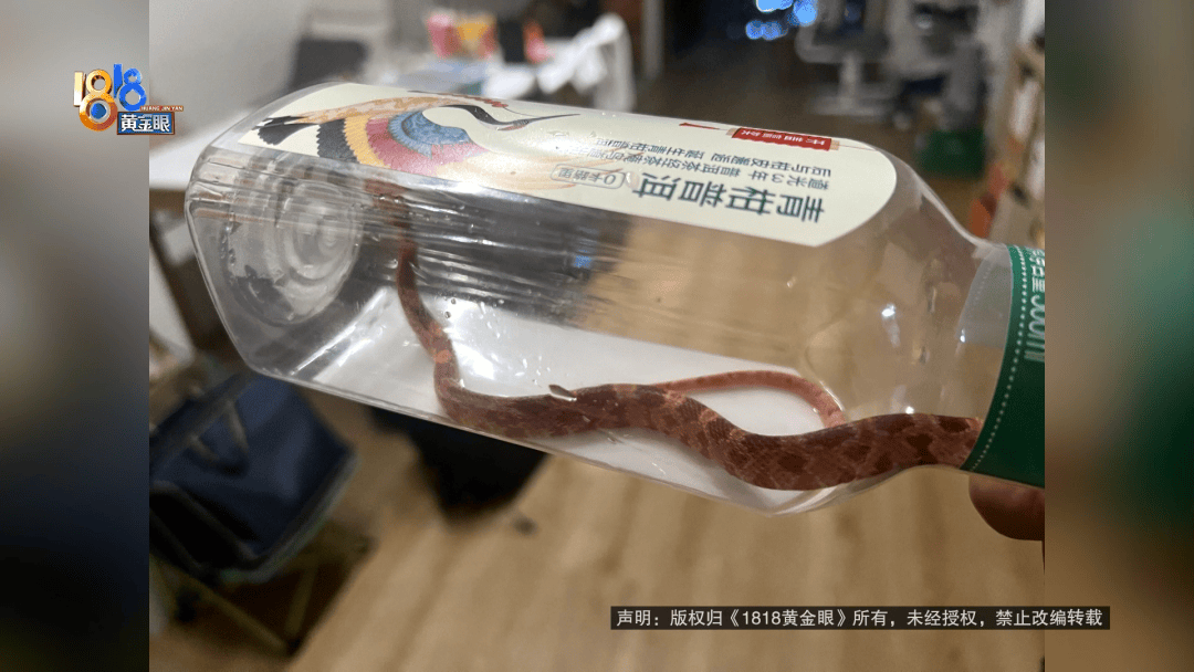 10岁孩子看到床上有蛇被吓到不敢睡觉，楼上业主：喂食的时候跑出来了