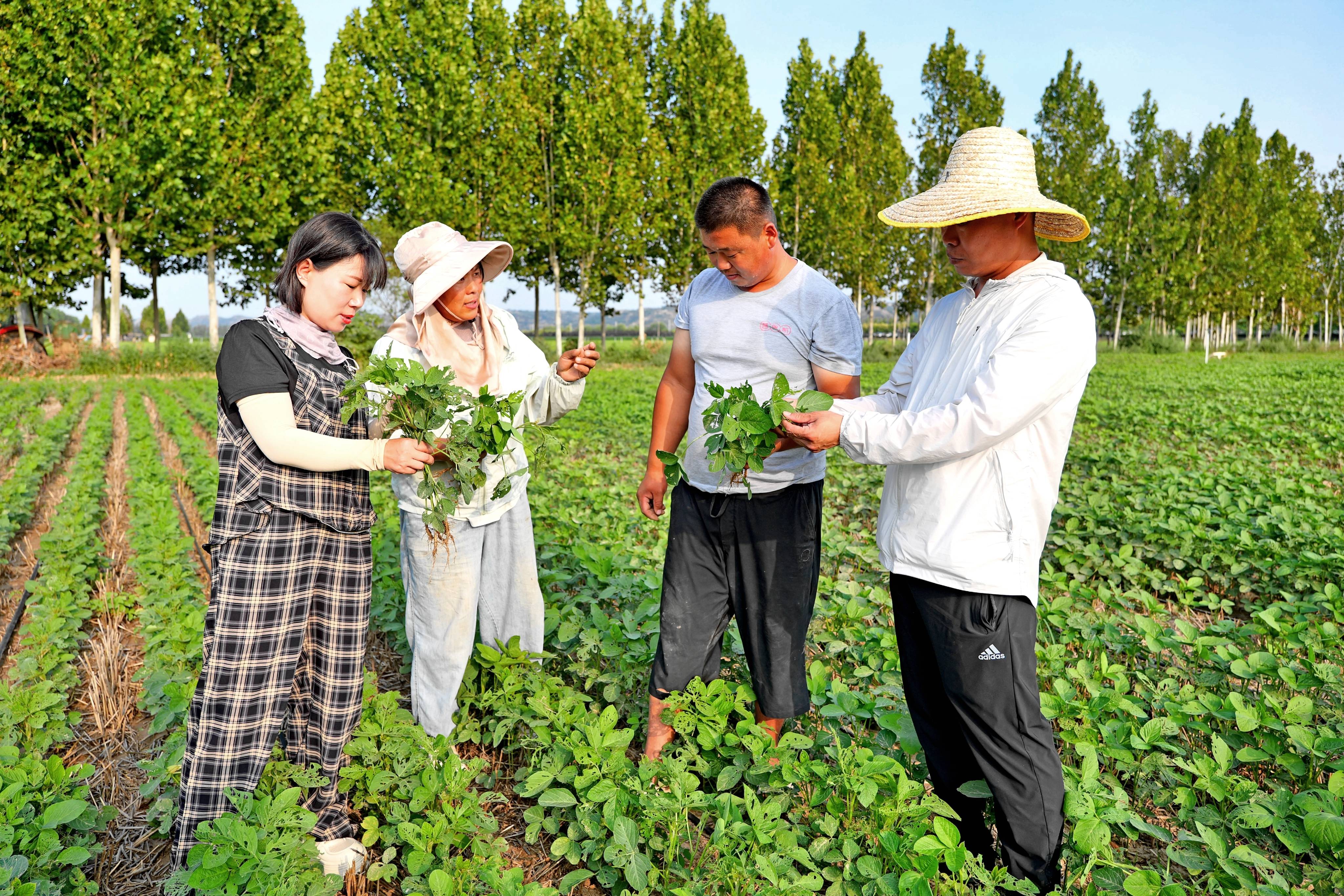 洛阳市孟津区:科技赋农促大豆扩种丰产