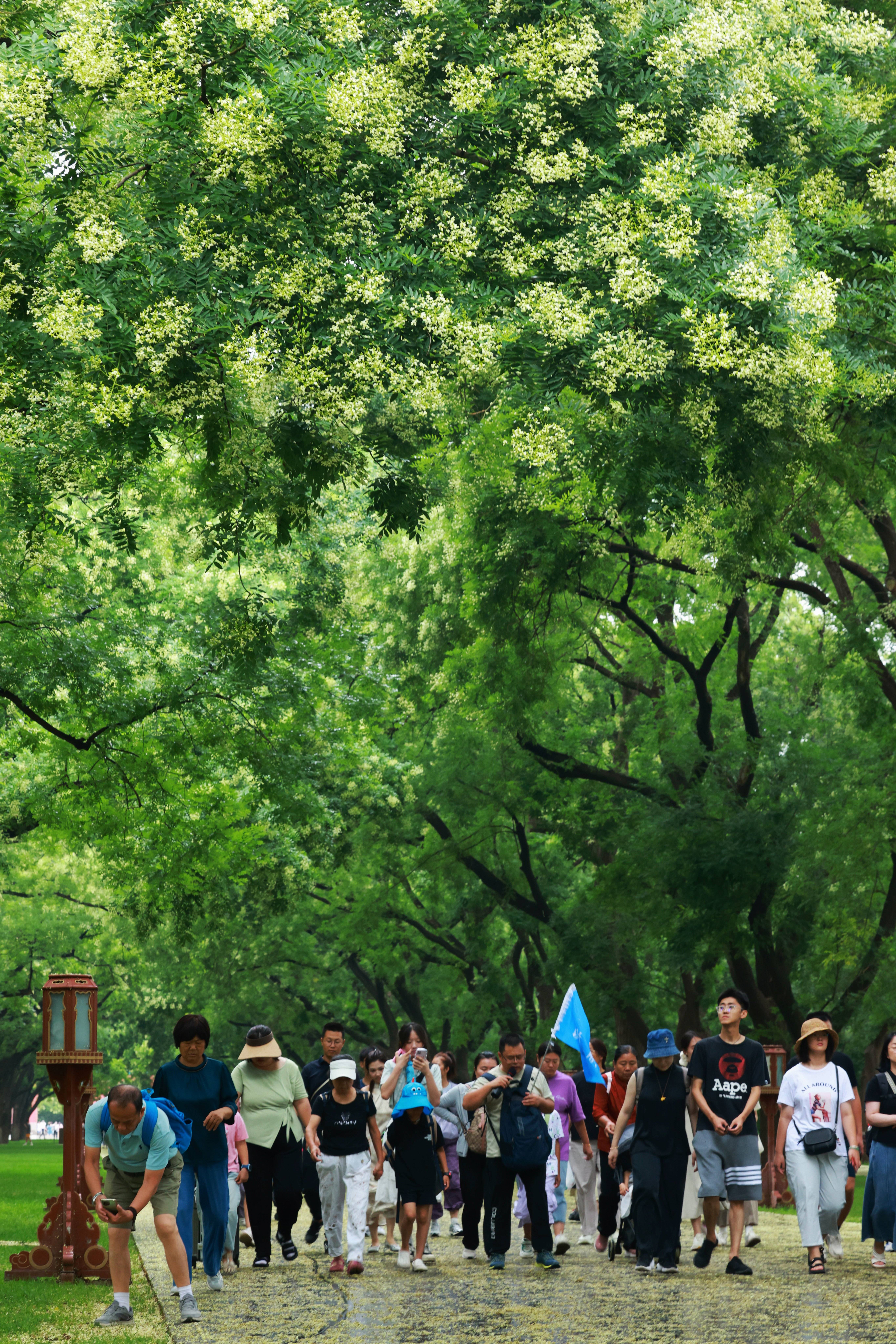 北京又下“槐花雨”，今年特别多，又黏又滑怎么办？