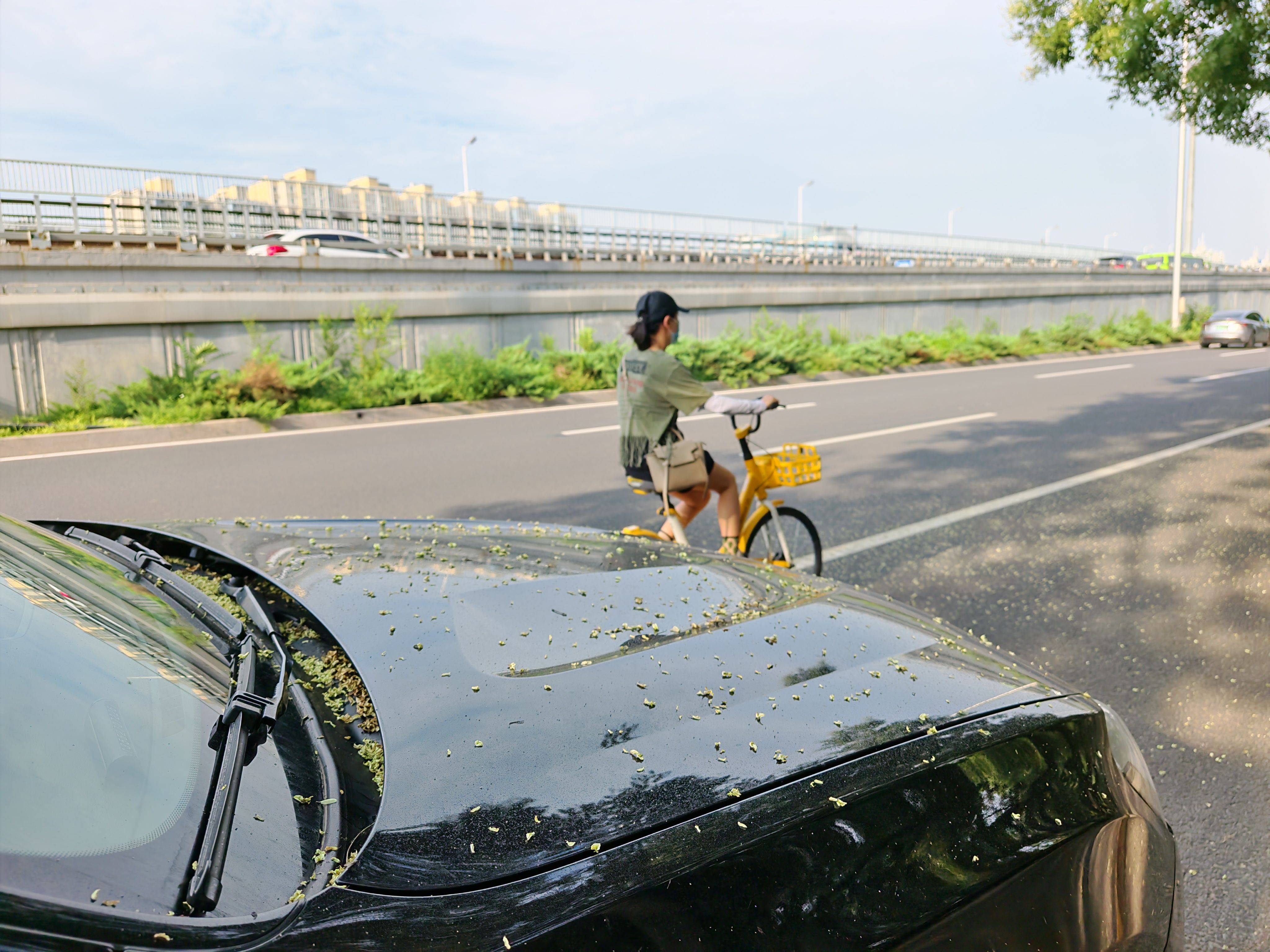 北京又下“槐花雨”，今年特别多，又黏又滑怎么办？