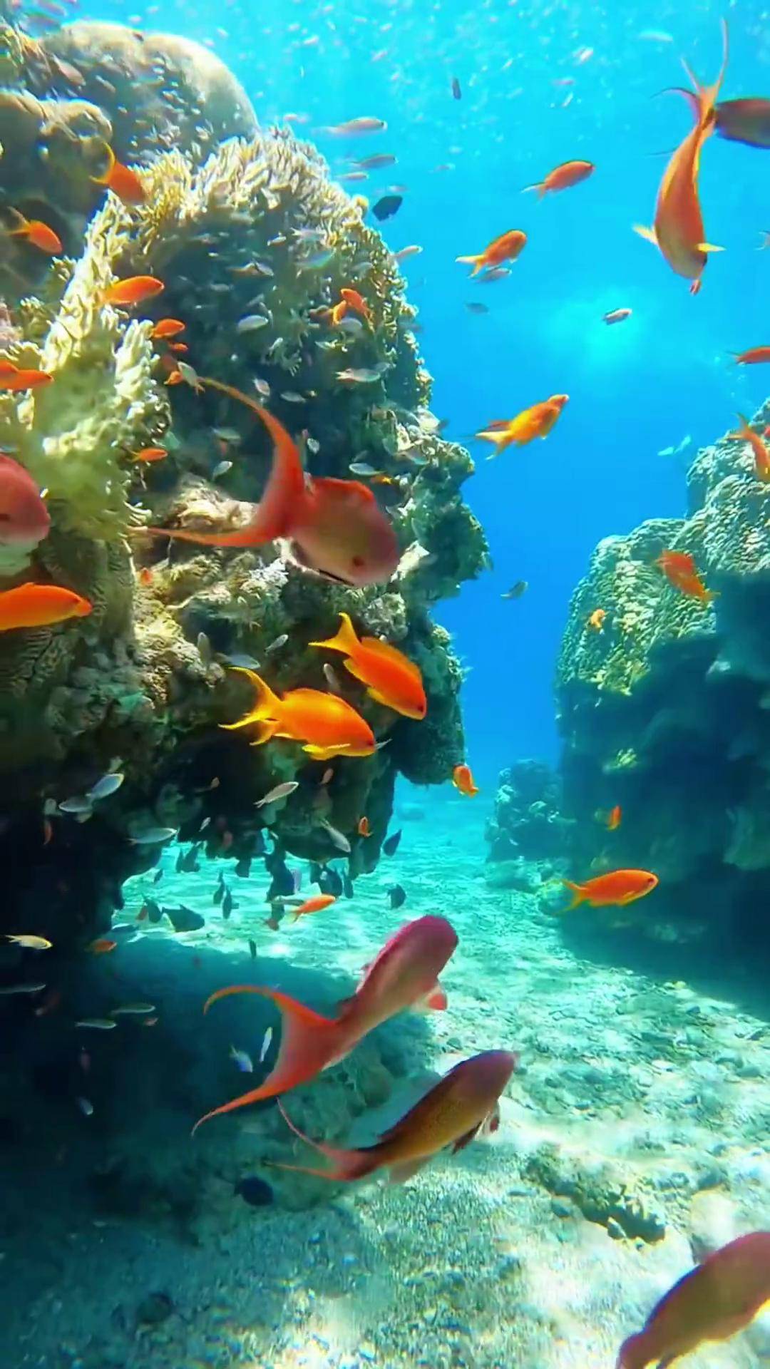 奇妙的大自然蓝色的海洋海底动物世界高清视频 海洋生态 海底世界