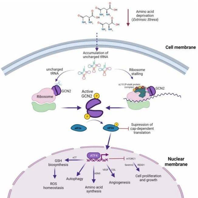 GCN2激酶及其抑制剂/激动剂研究进展_调控_细胞_氨基酸