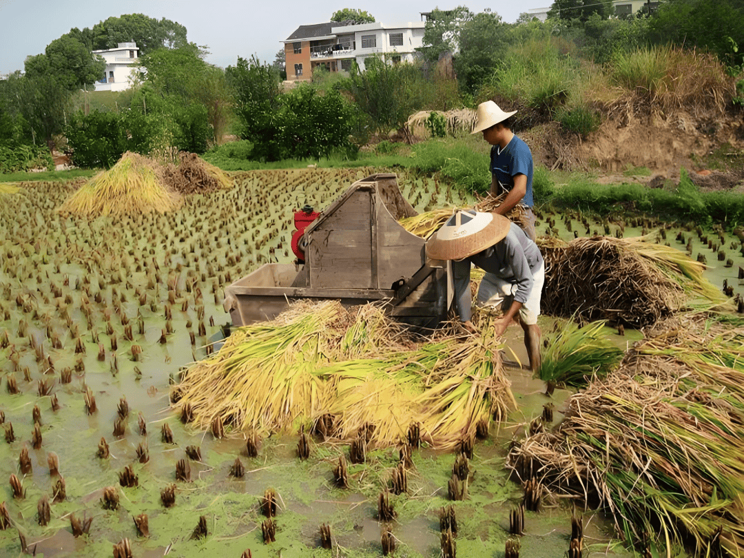感觉整个人都要散架一天下来后来有了脚踏打谷机一把把"嘭嘭嘭"用力