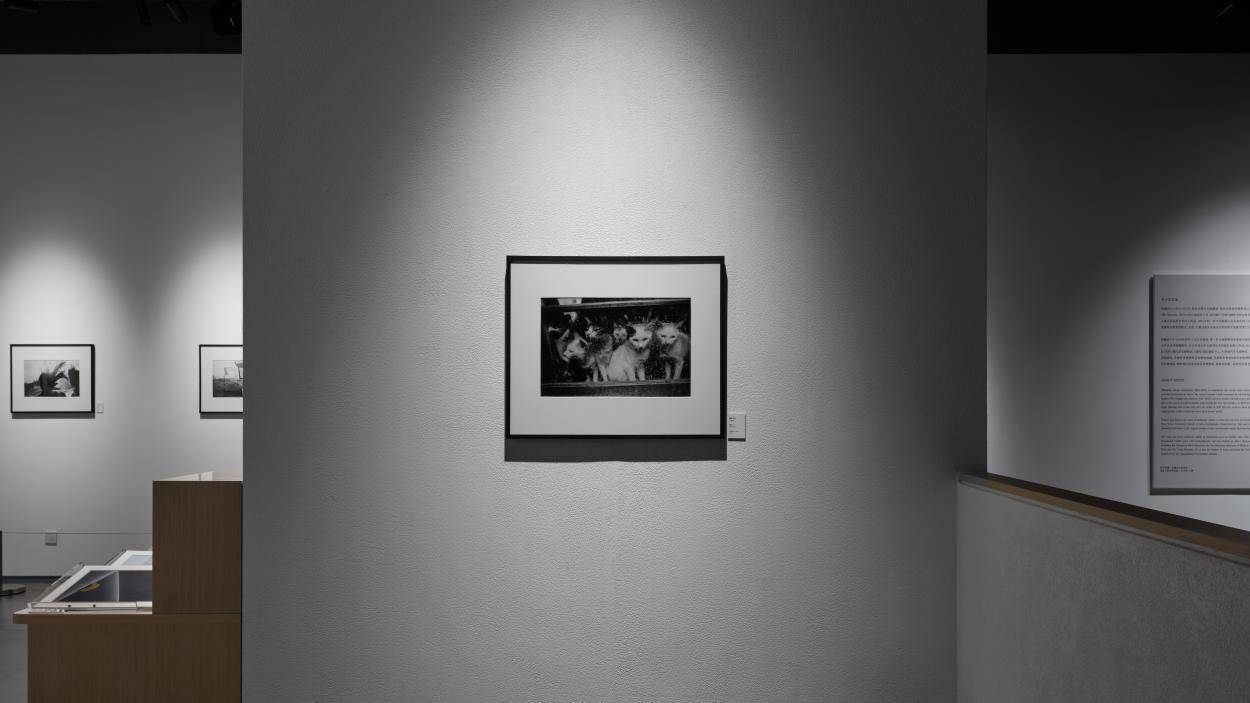 _《鸦：深濑昌久摄影展》杭州开展，摄影爱好者别错过_《鸦：深濑昌久摄影展》杭州开展，摄影爱好者别错过