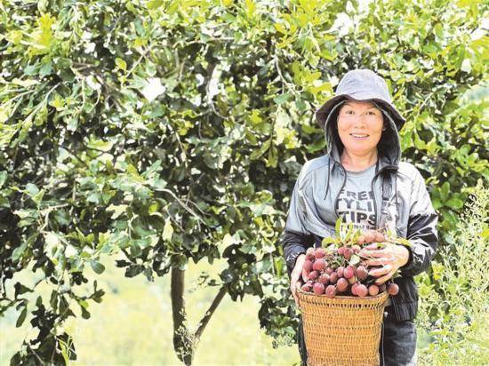 红荔挂满枝 采收正当时_荔枝_周玉民_杉阳镇