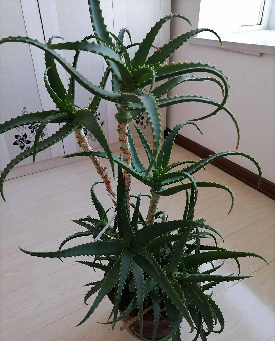 男子养了10年的芦荟一盆变多盆盆盆成桩景网友太牛了