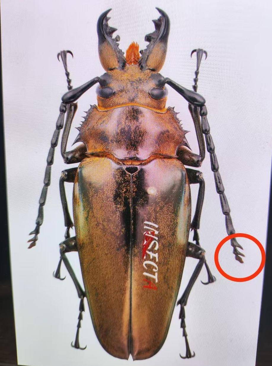 云南哀牢山发现的“威氏王天牛”，原来不是“天牛”！最新解读