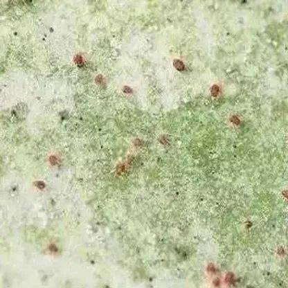 最全!杀螨剂使用技术大盘点! _防治_感温_红蜘蛛