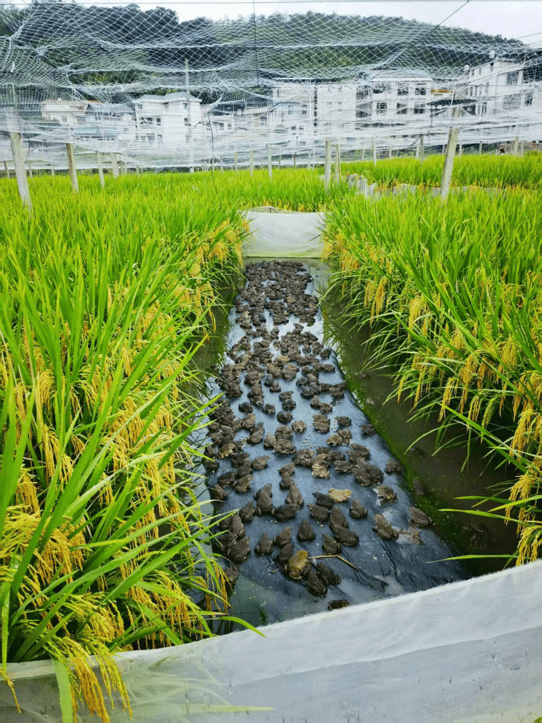 稻田蛙种养基地不仅实现了产业增收,还为周边群众提供就业岗位,实现"