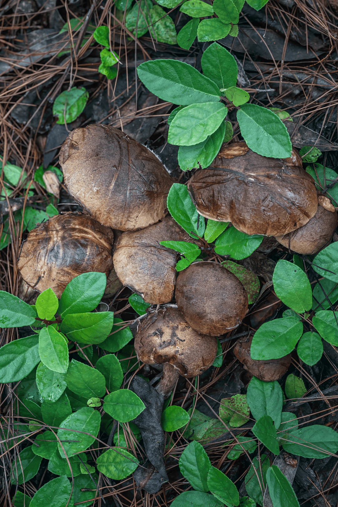 图片[9]-人挤人的暑假，这座云南小城避暑也避世 -华闻时空