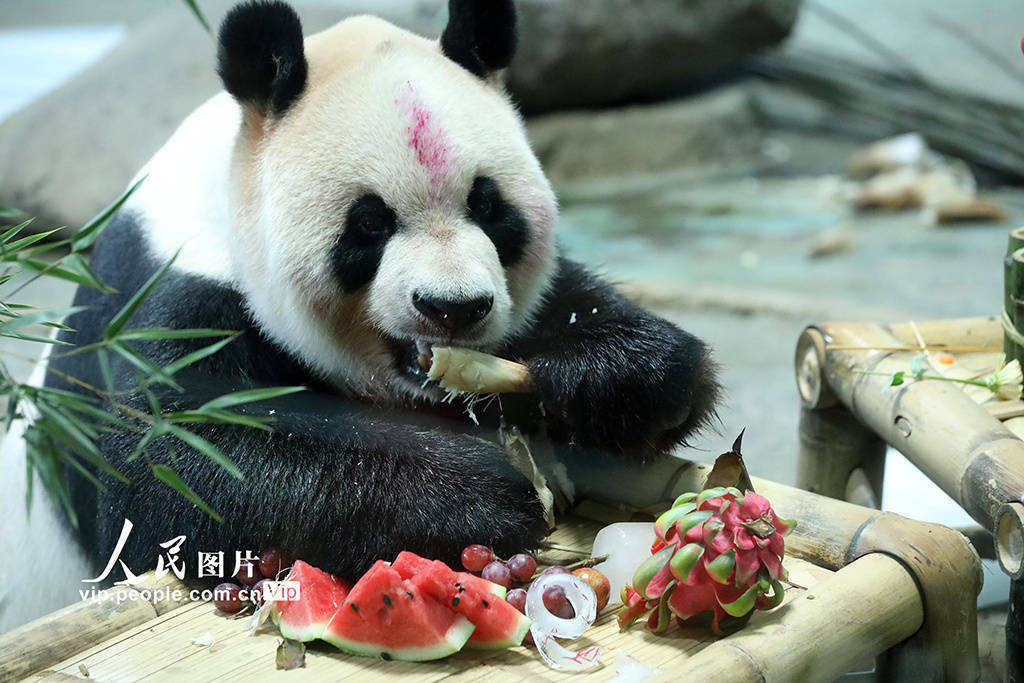 浙江温岭:大熊猫"欢欢"欢度19岁生日