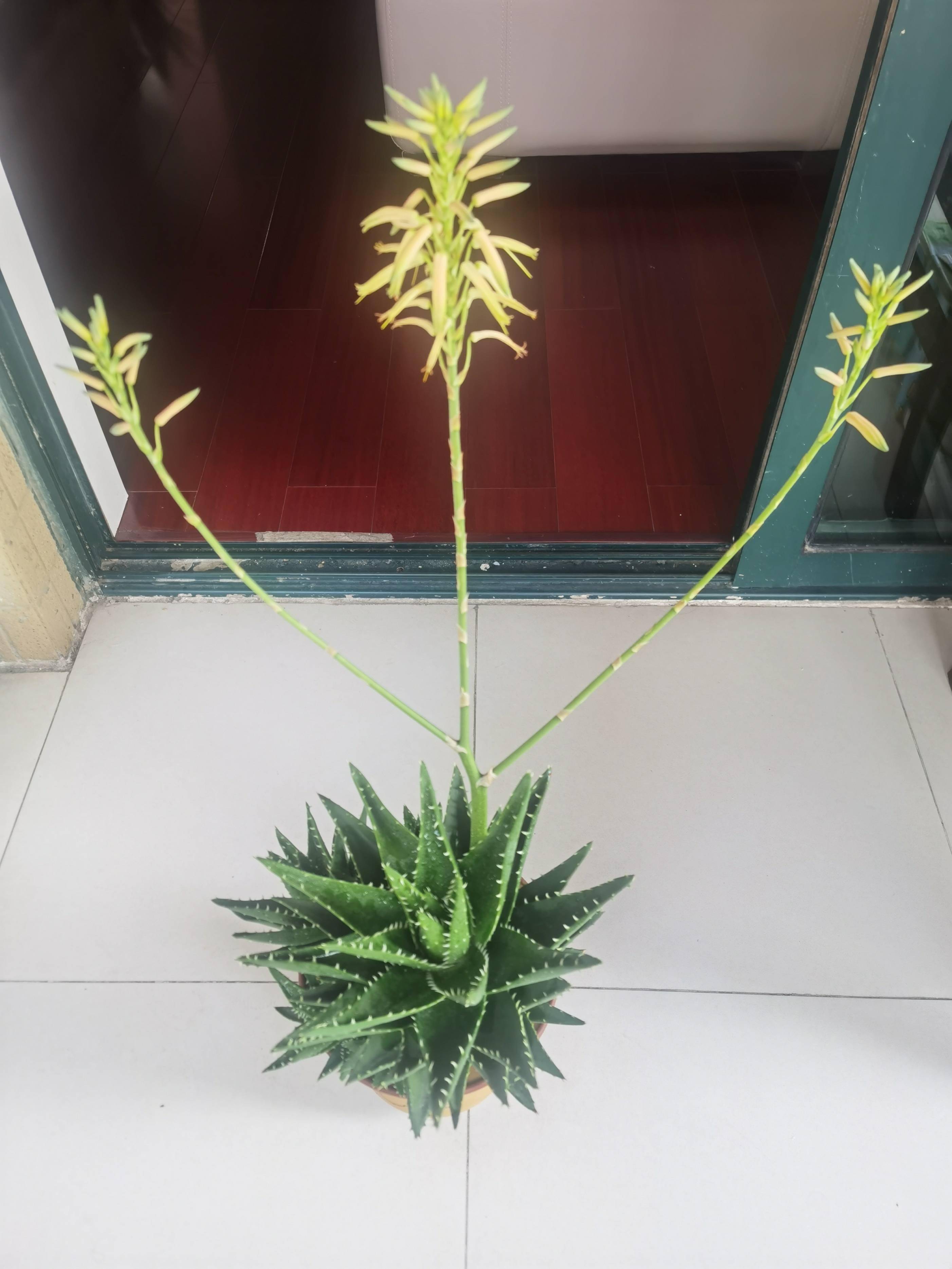 芦荟窗台千年刀三招养出青玉急救箱