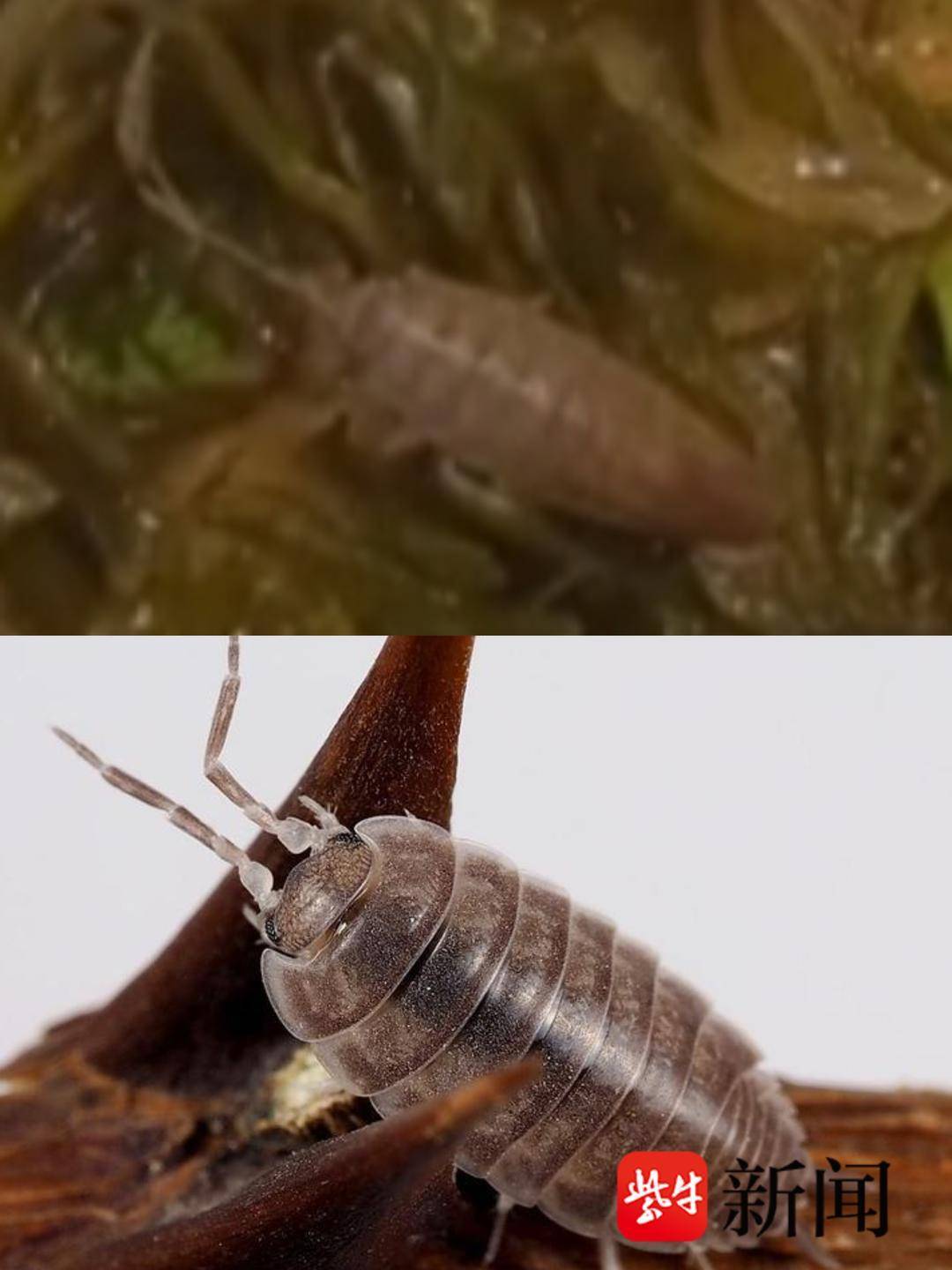 南通万达“哈喽小锅侠”自助火锅店:消费者鞭炮笋中吃出虫子? 商家回应不是虫是虾米