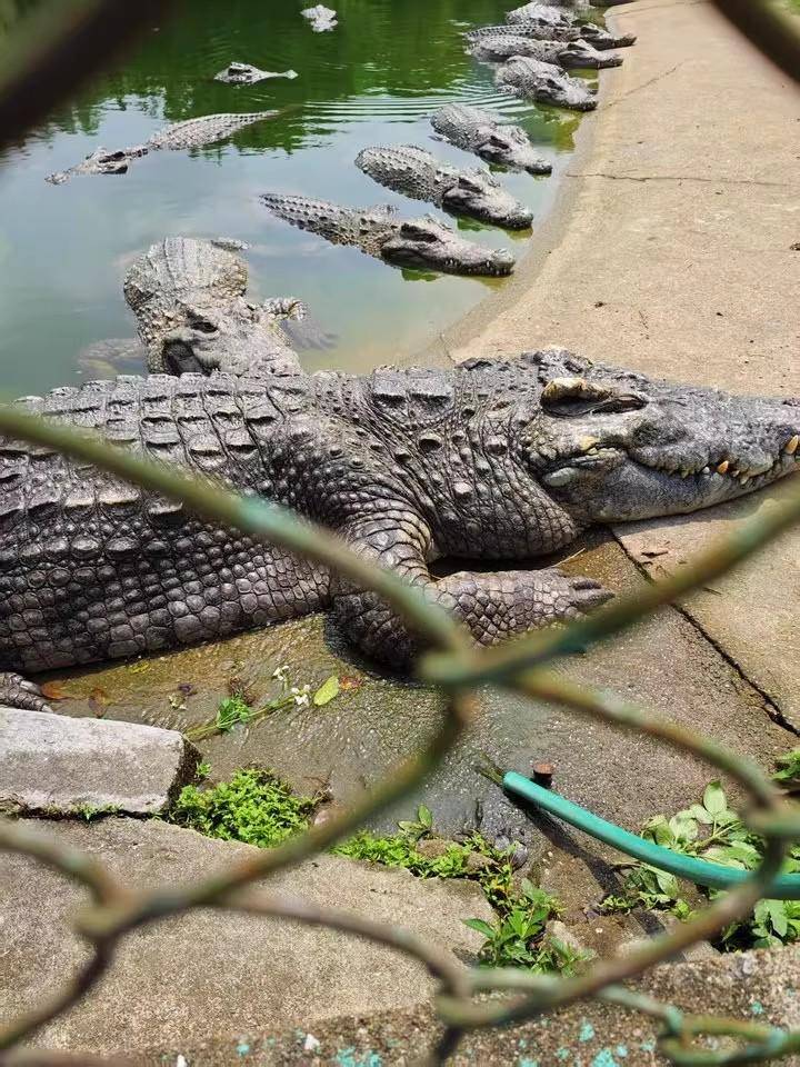 广东“鳄鱼女神”修鳄鱼池欠工程款，2500斤鳄鱼被法拍：“需自行负责抓捕”