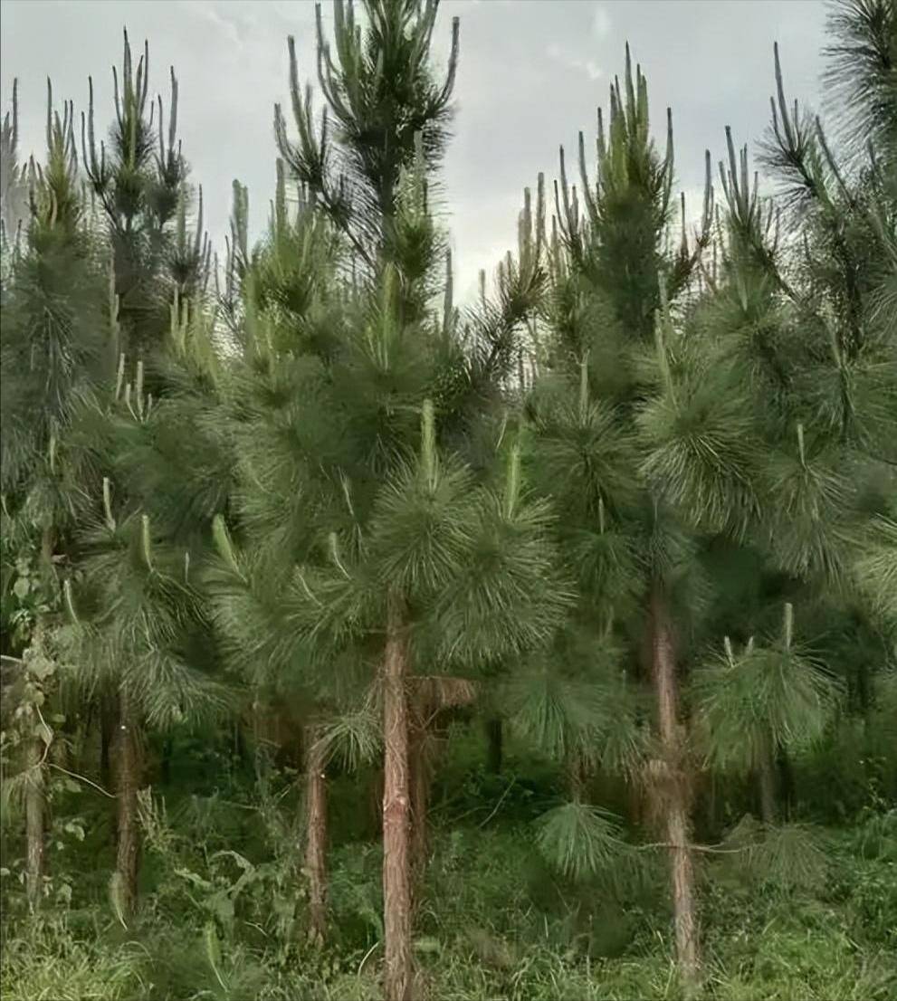 1931年广东华侨捐款买种子种满后山,现仅存26株