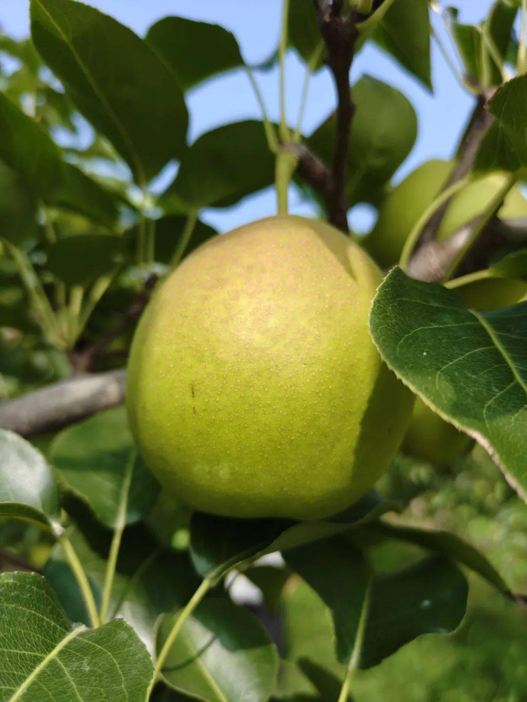 29.9元3斤大果【山西丹霞红梨】徒手榨梨汁