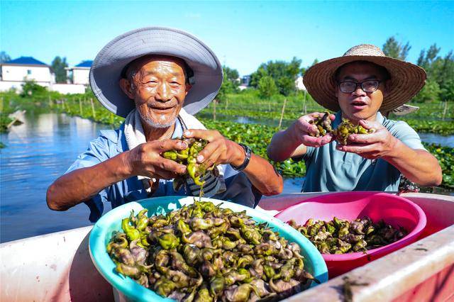 光山菱角丰收季 特色产业助农增收
