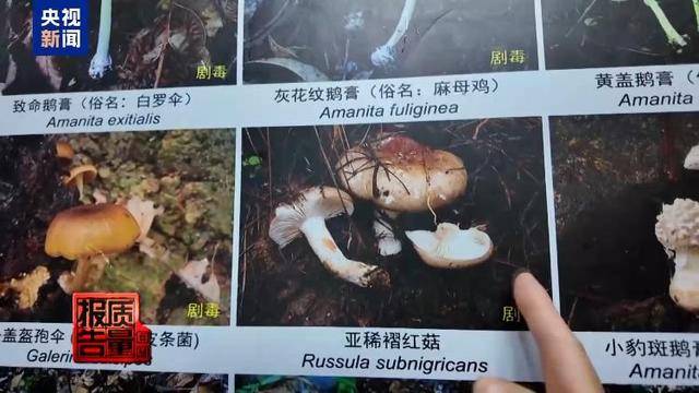 云南大理“采菌游”爆火 无序采摘已引发多起警情