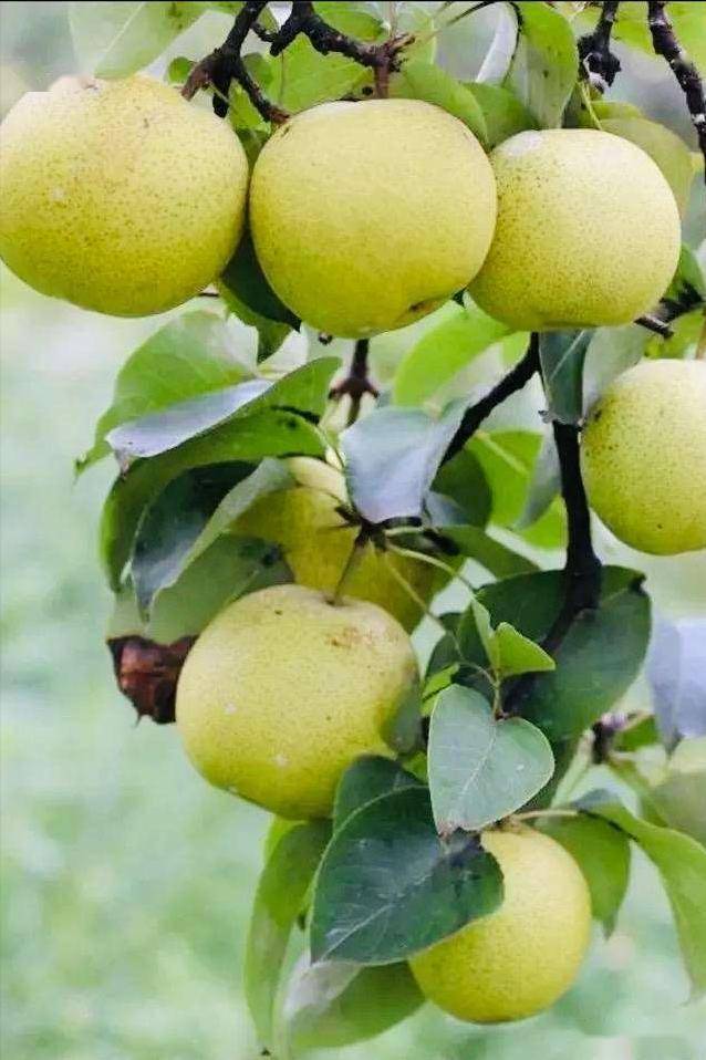 秋梨上市,哪种好吃?该怎么选?中国哪里的最甜?来,涨知识了!