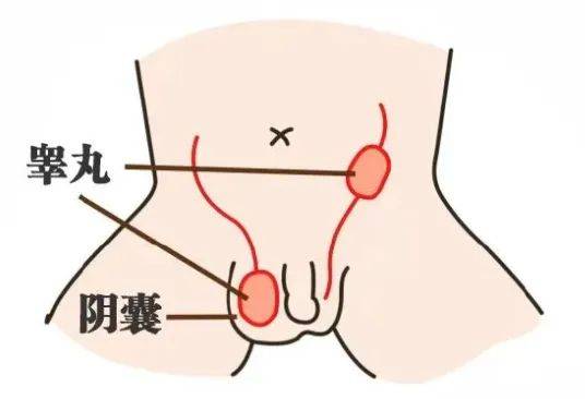 图源:北京市顺义区妇幼保健院男宝家长会发现,刚出生的男宝宝,睾丸