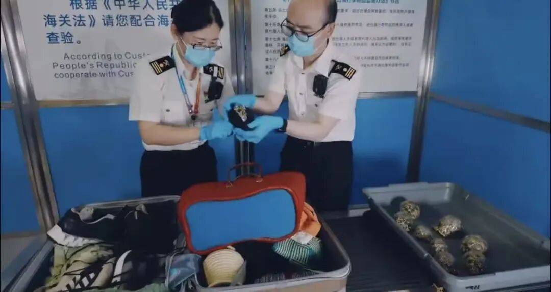 藏在鞋子里！包薄膜、套袜子、再塞鞋......47只陆龟被上海海关查获