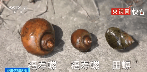 别吃！别碰！寄生虫多达上千条，近期大量出现