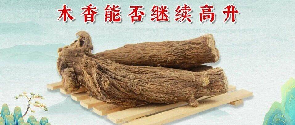 木香能否继续高升_种植_价格_产区