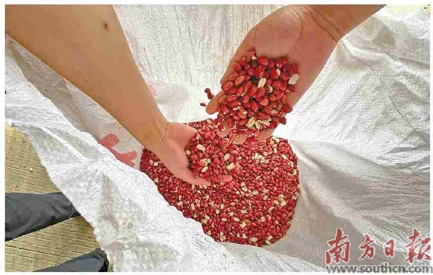 一颗红衣花生 带富一方百姓_新寮镇_帮扶_种植