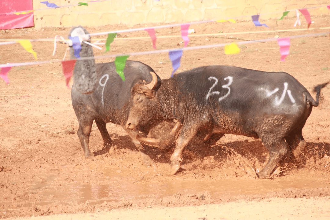 弥勒：以“体育+”促进各乐鱼体育- 乐鱼官方网站- 世界杯指定平台LEYU SPORTS民族交往交流交融