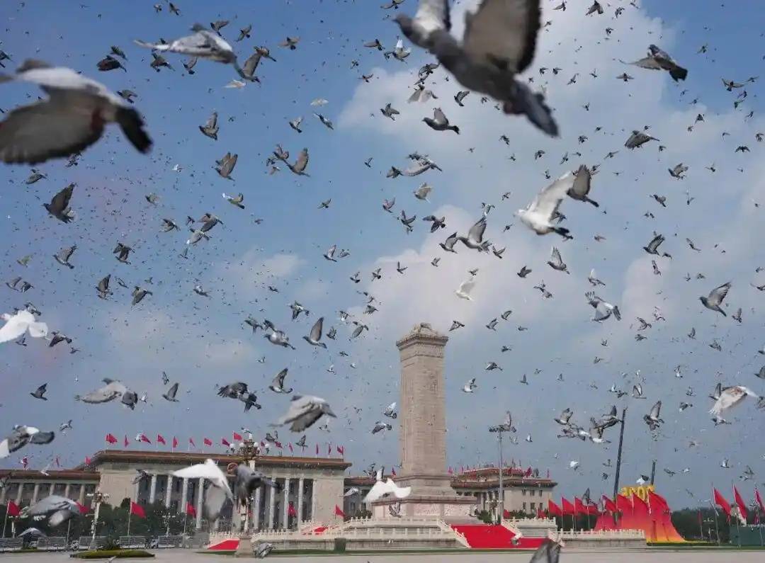 参加阅兵后，信鸽如何找到回家的路？