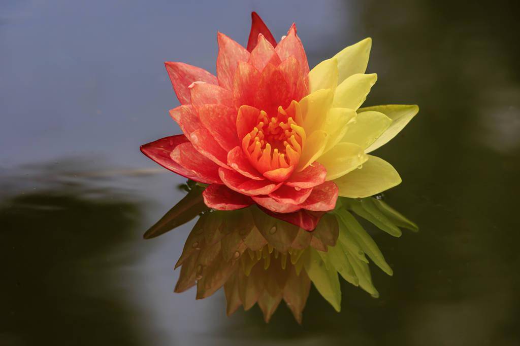 昆明:红黄双色万维莎睡莲绽放