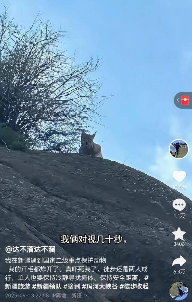 “汗毛都炸开了” 游客独行大峡谷偶遇猞猁，双方对视数十秒