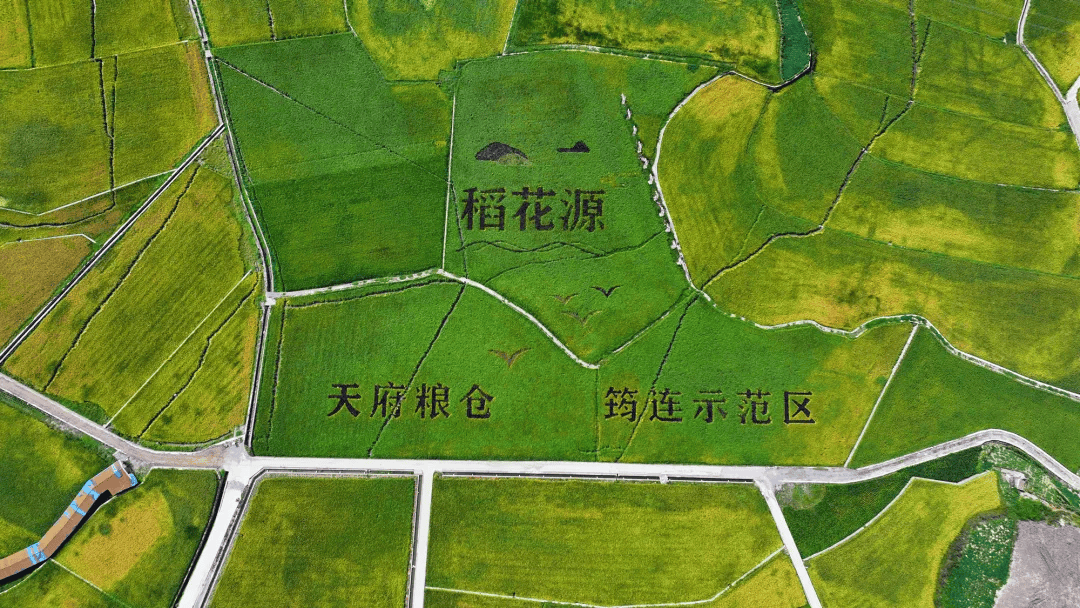 总产量达720吨！筠连白荆坝的水稻丰收了