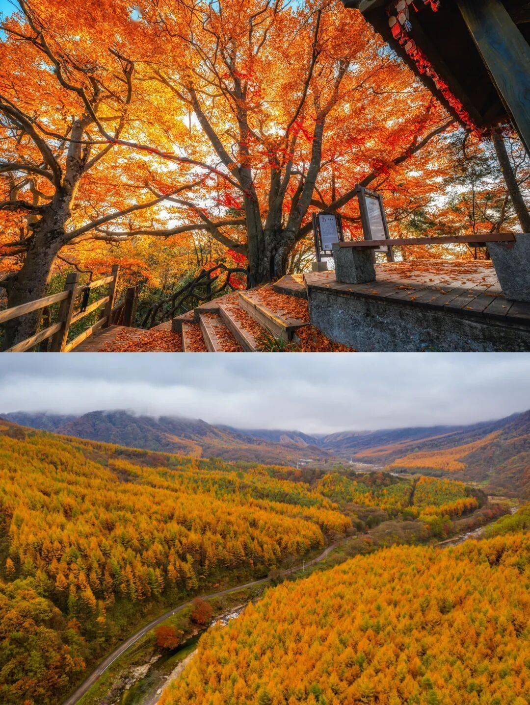 先森天然画廊是米仓山秋色核心区域之一集中分布的386株巴山水青冈