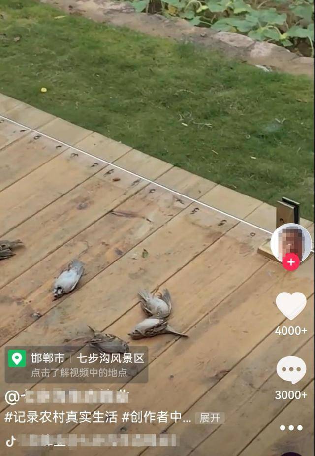 一群麻雀飞着飞着纷纷坠亡，林业部门：可能是中毒了，将联合公安调查