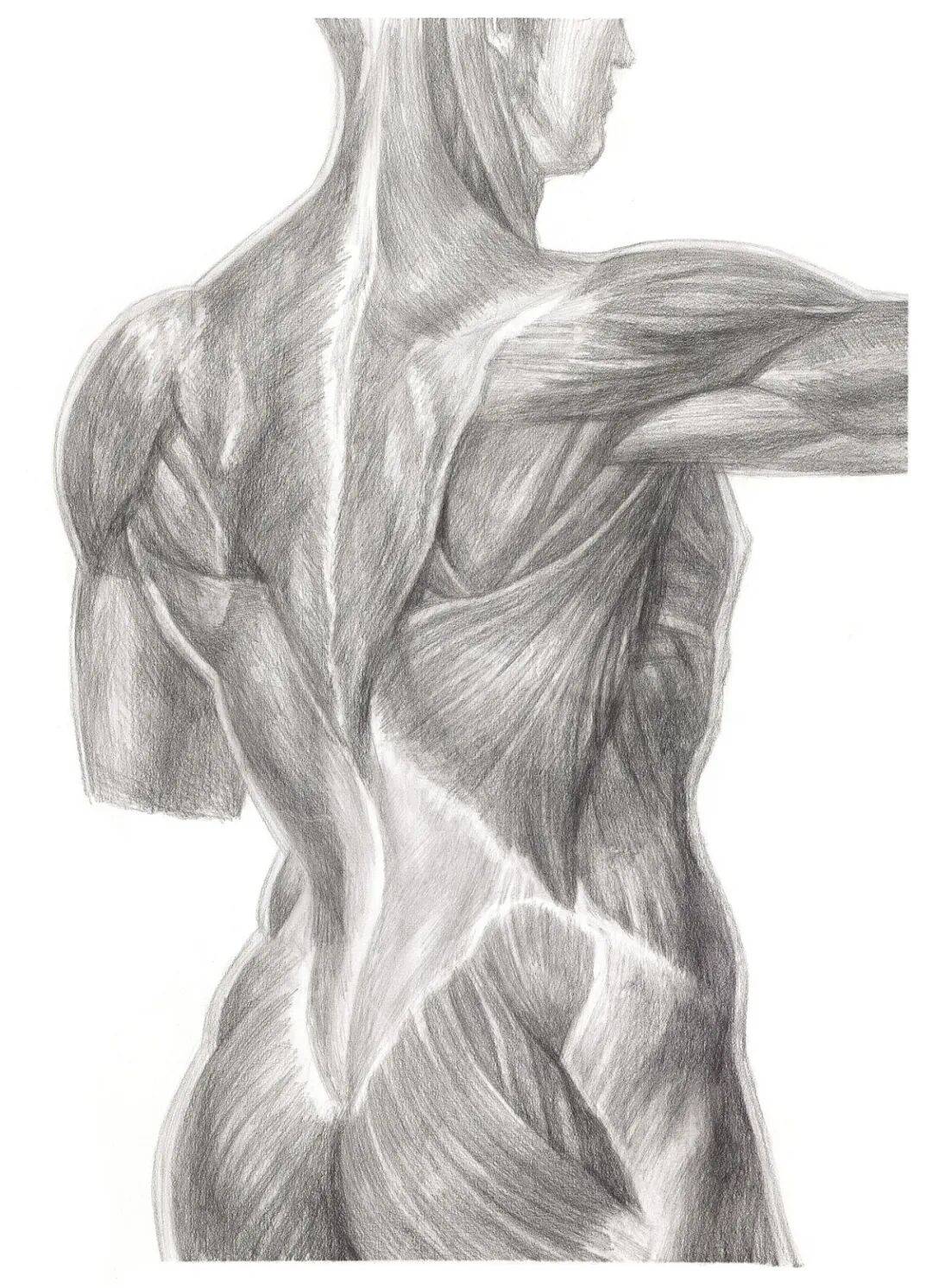 绘生命之形,悟医学之美∣第四届人体解剖素描大赛优秀作品线上投票