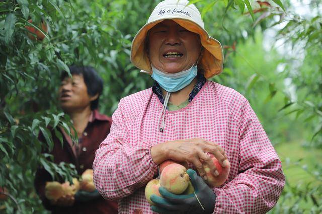 范县：特色种植结出“振兴果”