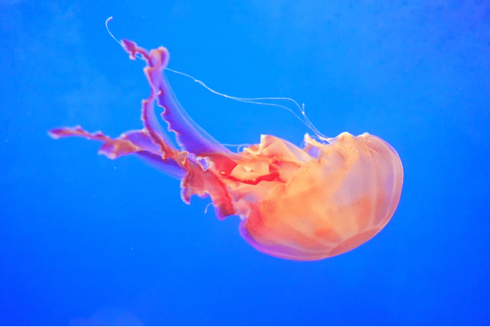 “看，谁在海里发光！”金秋十月，来上海海洋水族馆寻找会发光的海洋精灵