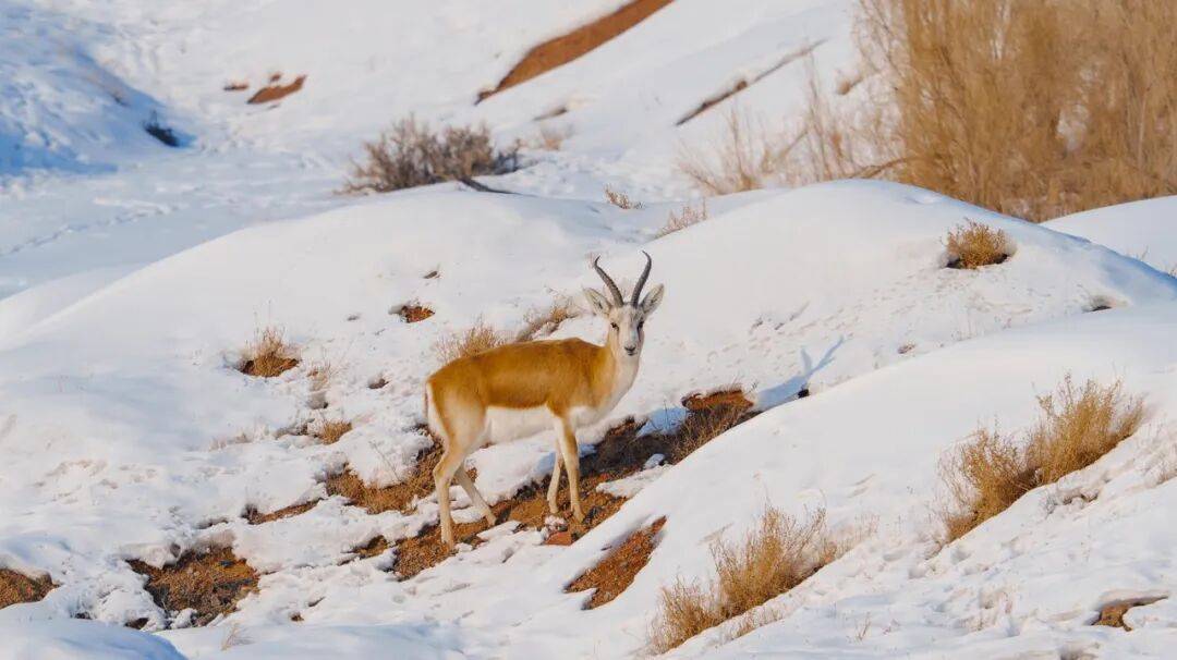 这是，我们的新疆！