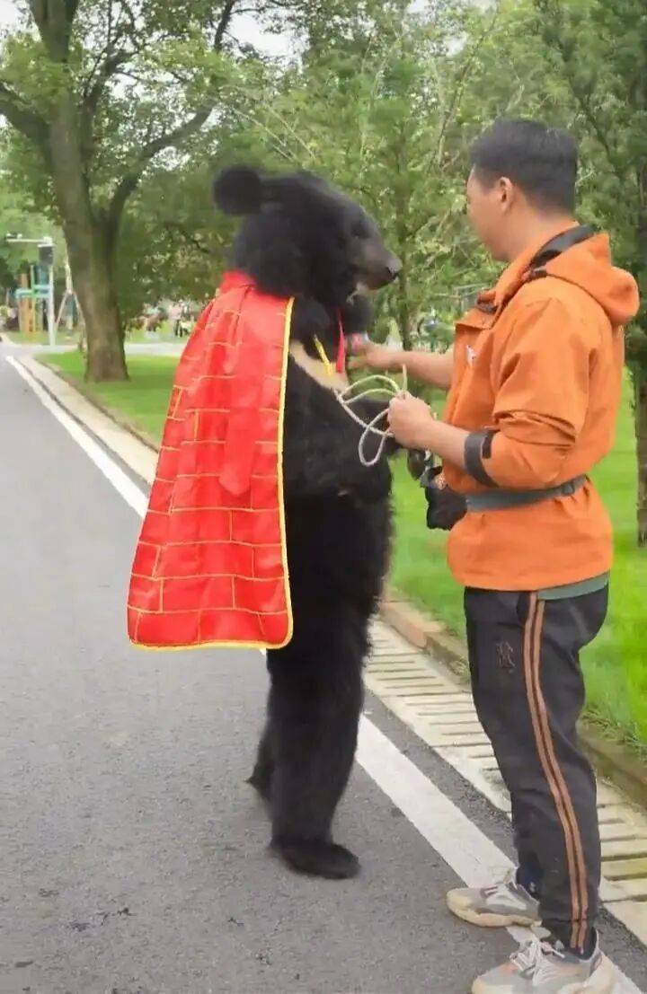 黑熊披着袈裟在动物园“溜达”，被怀疑是人扮的，园方：是真熊