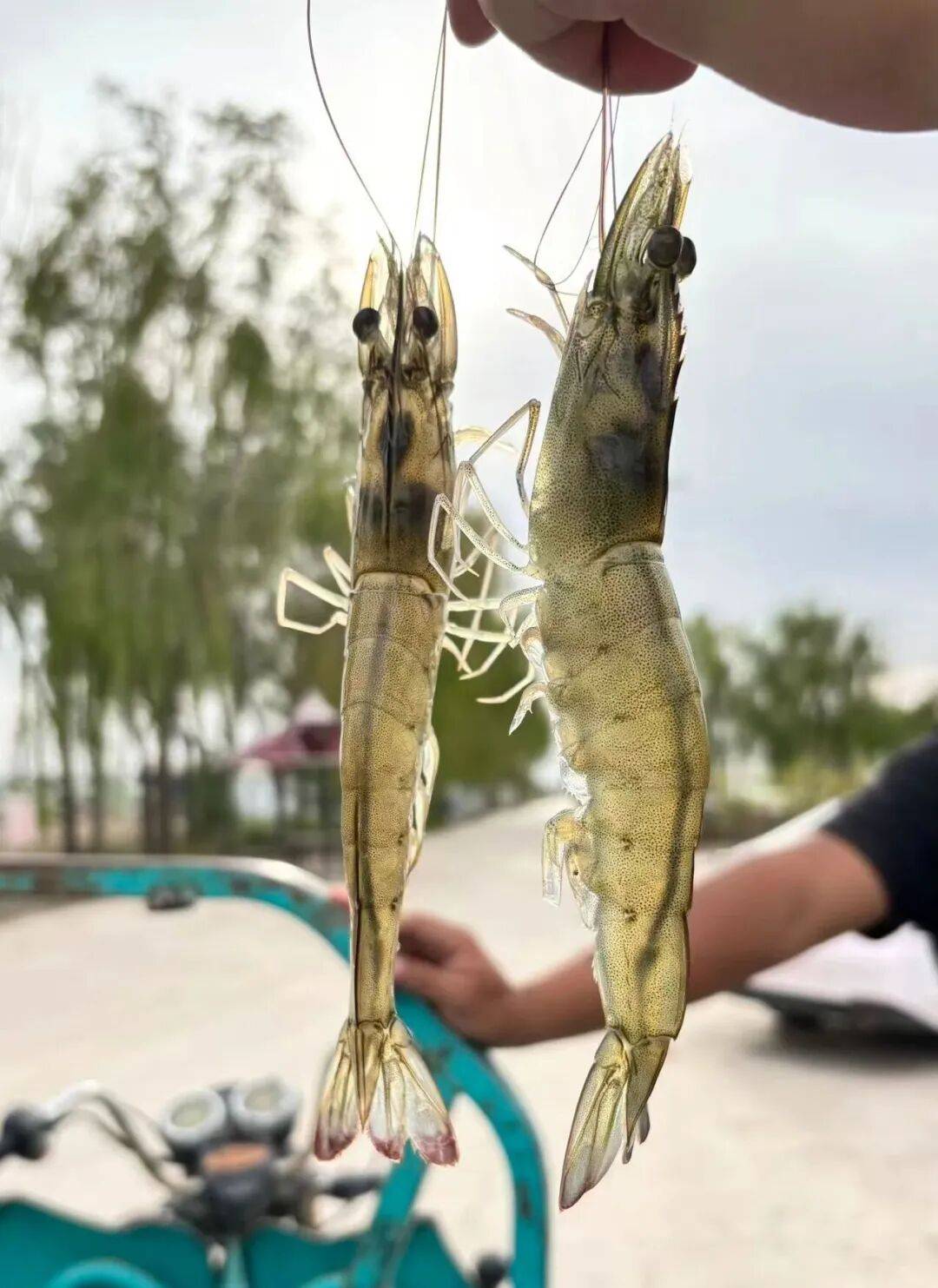 蟹肥虾美 我市这里的海鲜大丰收 喊您来尝鲜啦
