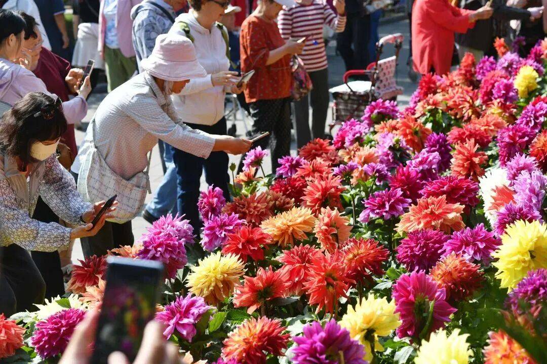 西城官宣！陶然亭公园菊花文化节来了