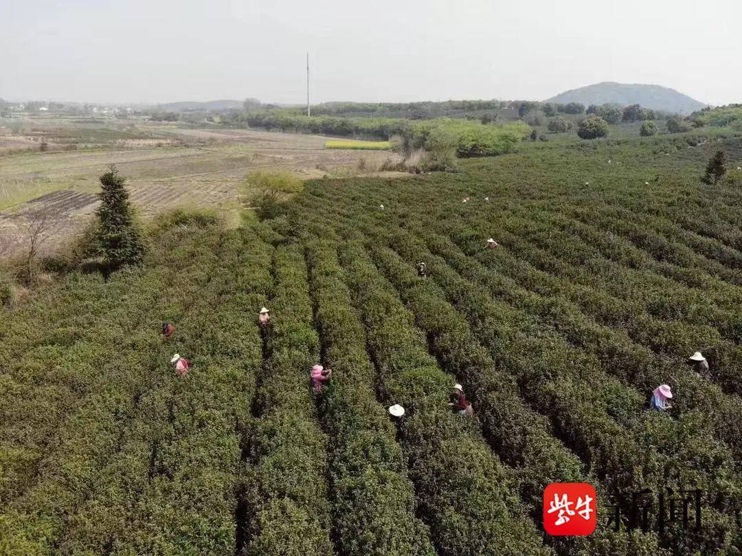 双节同庆享好景，镇江丹徒两条专属旅游线路邀您邂逅山水人文