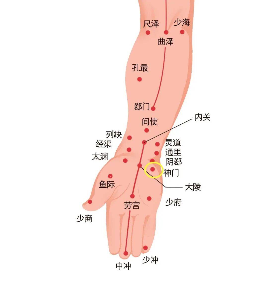 位于手腕横纹尺侧端尺侧腕屈肌腱的桡侧凹陷处