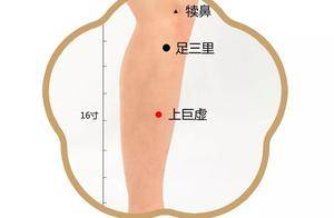 上巨虚穴:藏在小腿的“肠腑通调穴”,一文读懂定位、功效与使用_下肢_肌肉_问题