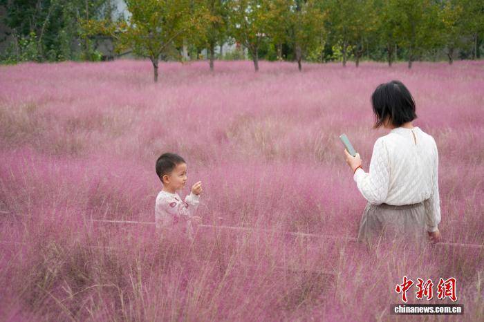 河南郑州：黄河岸边游人邂逅粉色秋天